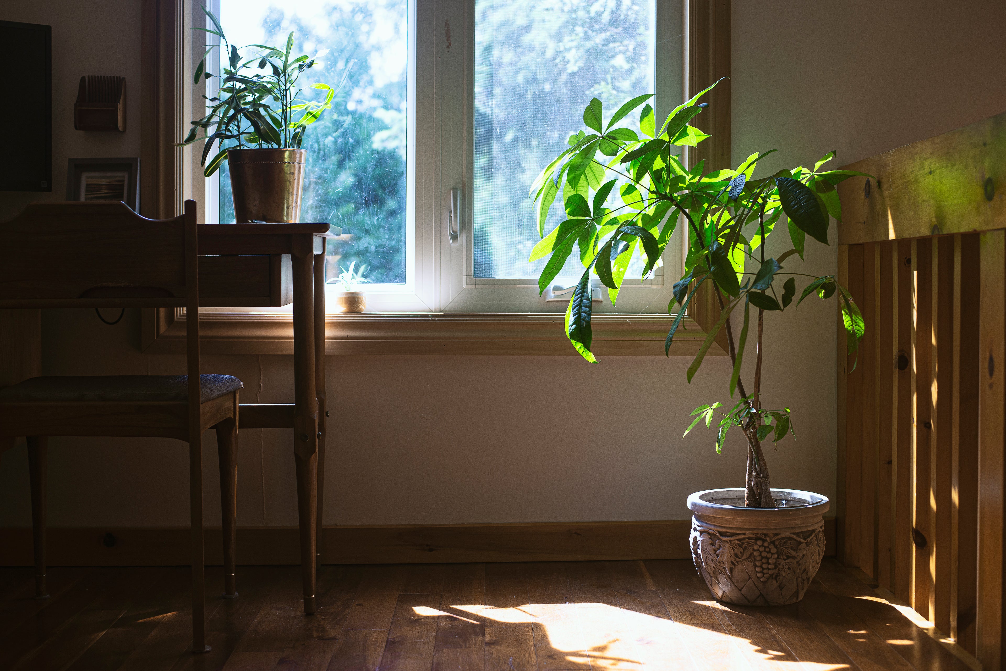Breathe Life Into Your Space