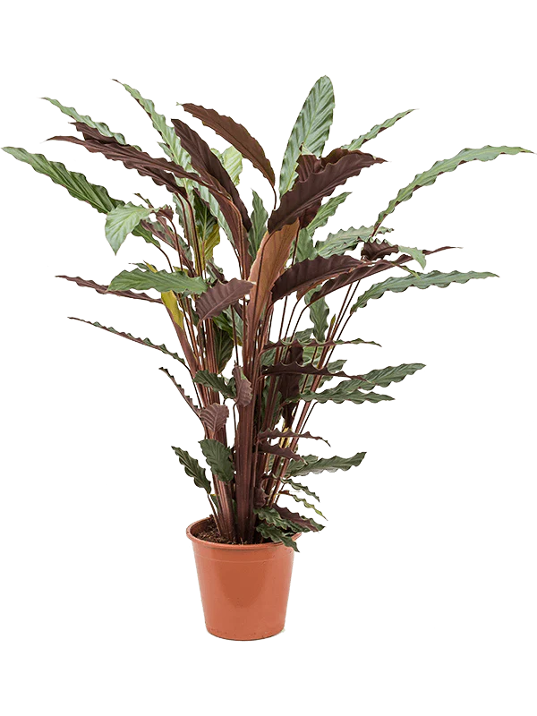 Calathea Plants