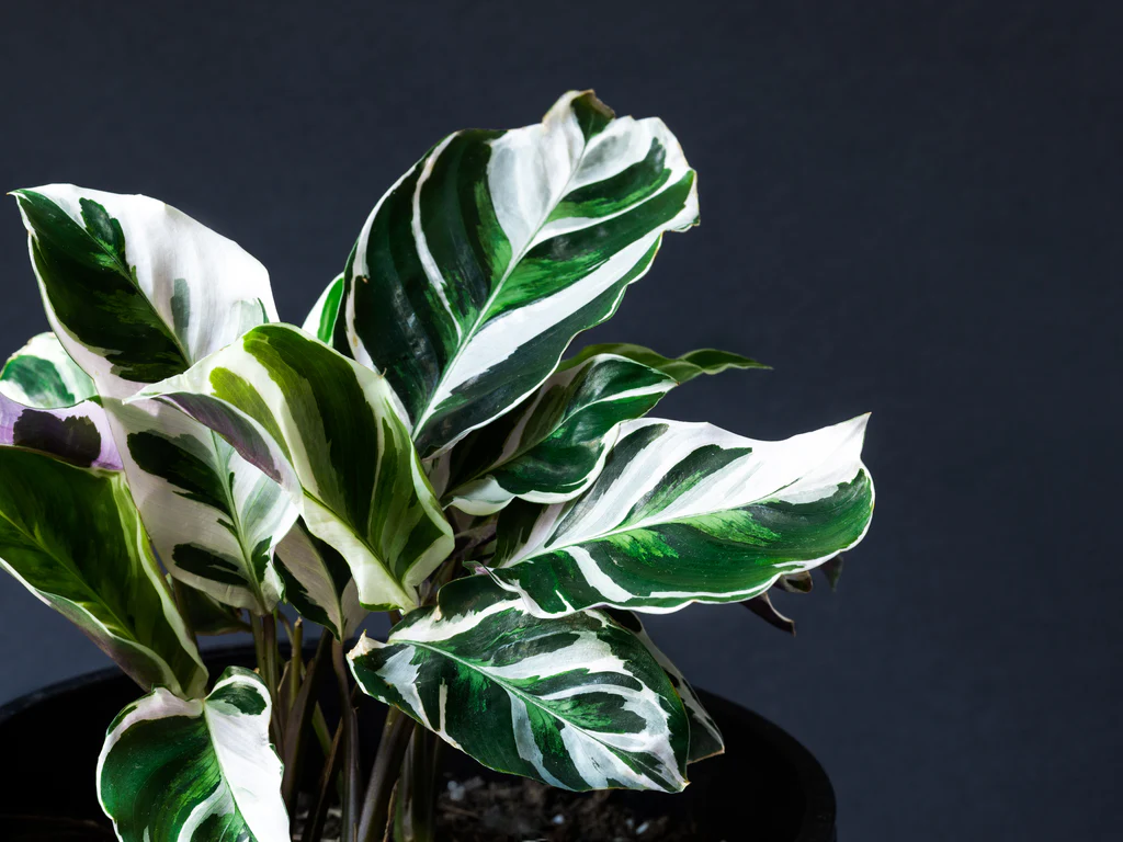 Bestselling Indoor Plants