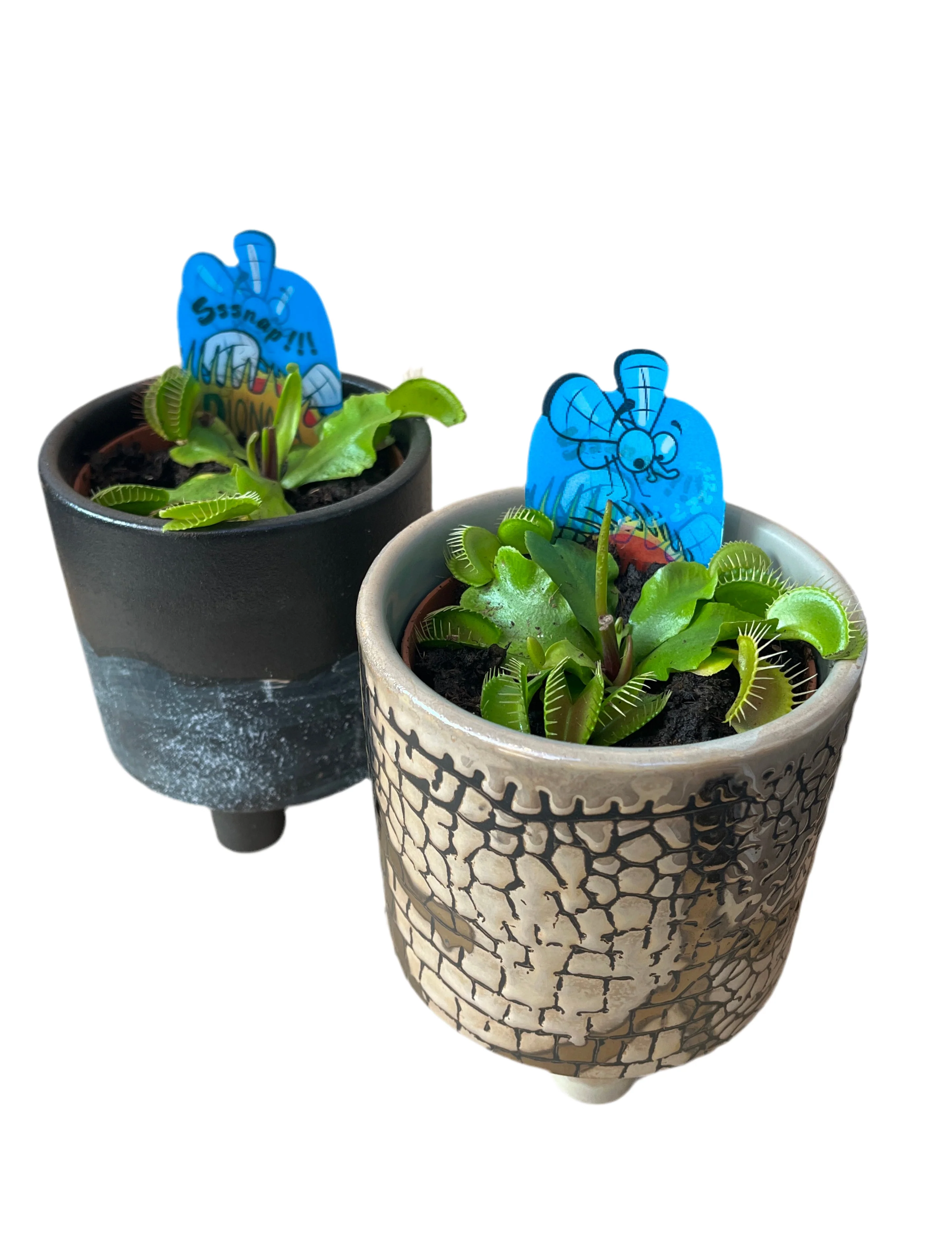 Desk Plants