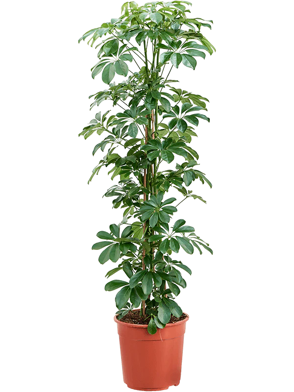 Easy Care Plants